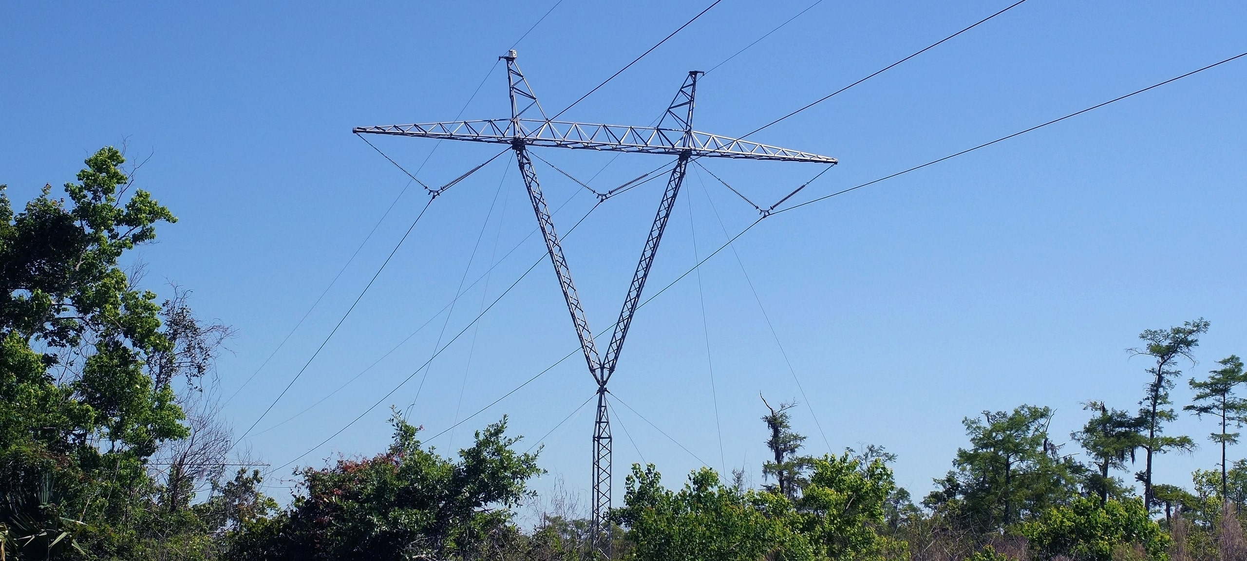 Power line running through southern Louisiana trees